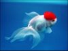 japones-red-cap-oranda